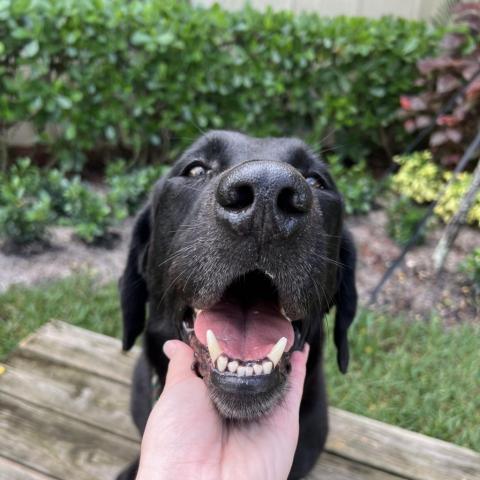 Norman, an adoptable Black Labrador Retriever Mix in LOXAHATCHEE, FL_image-5