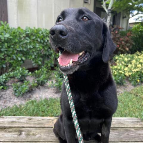 Norman, an adoptable Black Labrador Retriever Mix in LOXAHATCHEE, FL_image-6