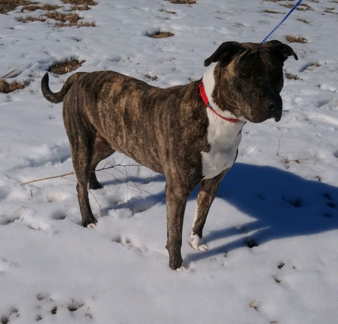 Max, an adoptable American Staffordshire Terrier in Larned, KS, 67550 | Photo Image 3