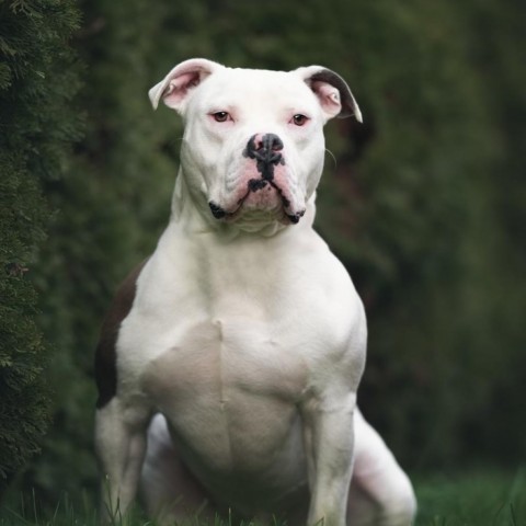 Zeke, an adoptable English Bulldog in Dixon, IL, 61021 | Photo Image 1