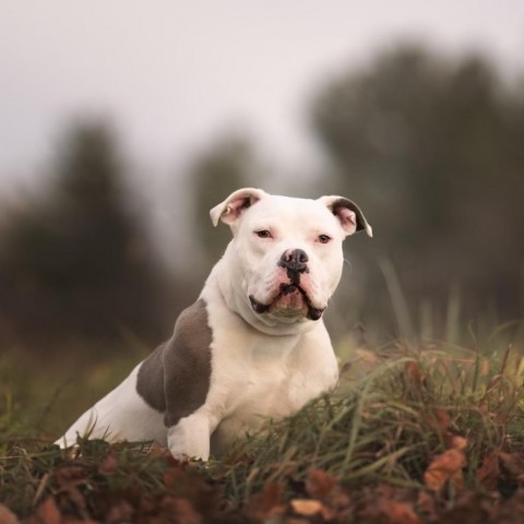 Zeke, an adoptable English Bulldog in Dixon, IL, 61021 | Photo Image 4