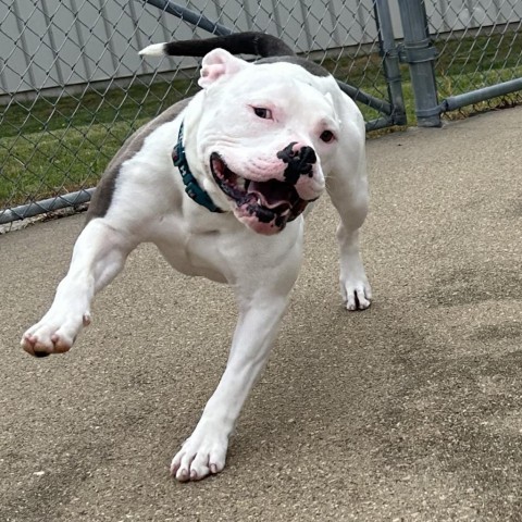 Zeke, an adoptable English Bulldog in Dixon, IL, 61021 | Photo Image 6