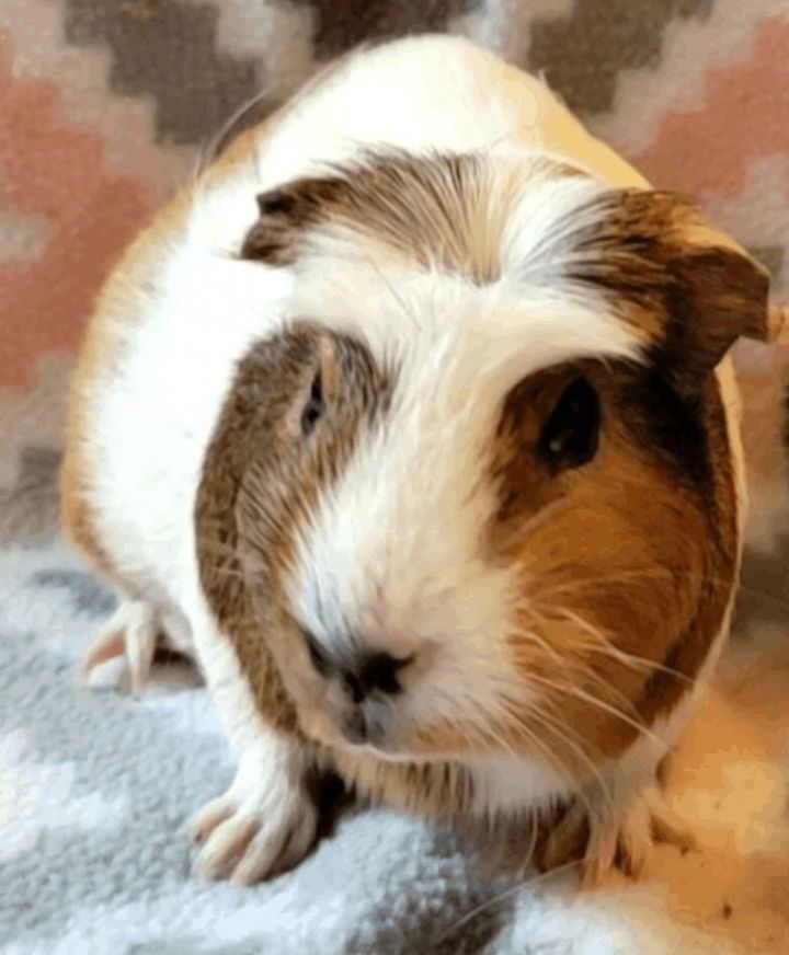 Cecelia, an adopted Guinea Pig in Airway Heights, WA_image-1