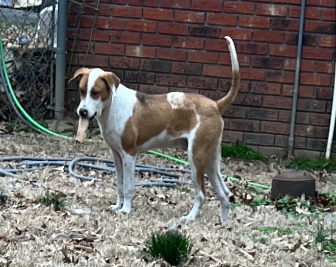 GUMBO - Cajun, an adoptable Beagle & Hound Mix in Byhalia, MS_image-2