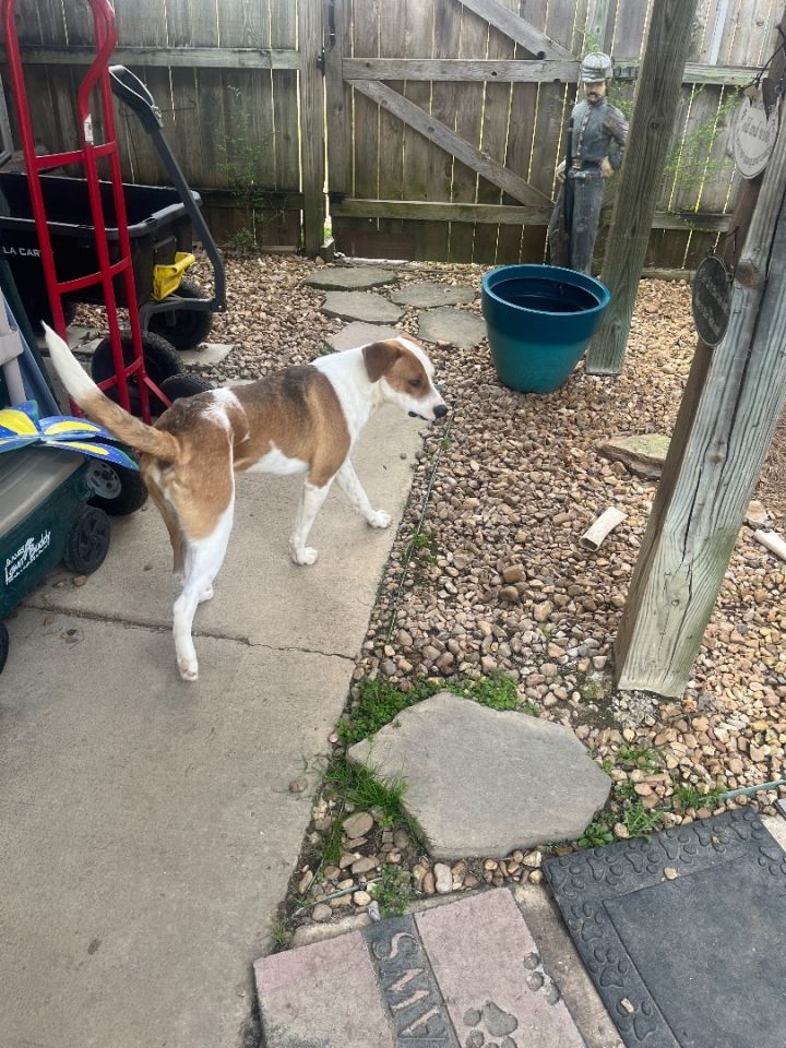GUMBO - Cajun, an adoptable Beagle & Hound Mix in Byhalia, MS_image-6