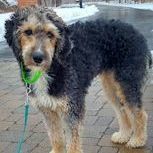 Diamond, an adopted Bernedoodle in Toledo, OH_image-1