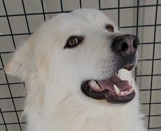  Miley, an adoptable Great Pyrenees, Husky in San Luis, CO, 81152 | Photo Image 1