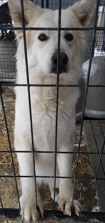  Miley, an adoptable Great Pyrenees, Husky in San Luis, CO, 81152 | Photo Image 2