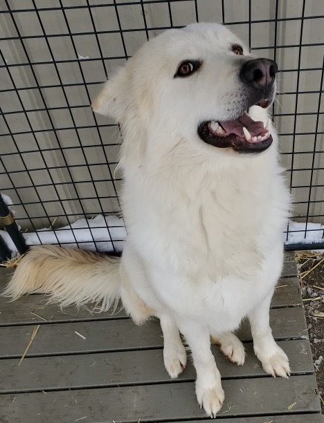  Miley, an adoptable Great Pyrenees, Husky in San Luis, CO, 81152 | Photo Image 3