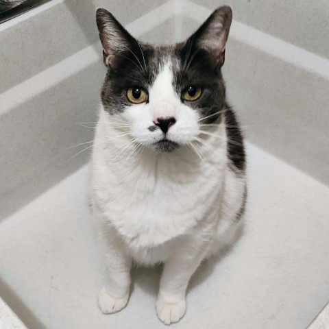 Dusty Houston, an adoptable Domestic Short Hair in Denver, CO, 80223 | Photo Image 1