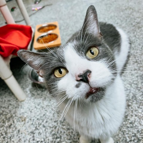 Dusty Houston, an adoptable Domestic Short Hair in Denver, CO, 80223 | Photo Image 2