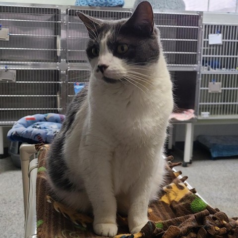 Dusty Houston, an adoptable Domestic Short Hair in Denver, CO, 80223 | Photo Image 3