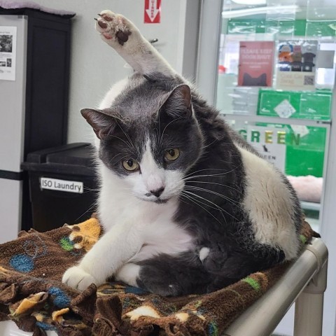 Dusty Houston, an adoptable Domestic Short Hair in Denver, CO, 80223 | Photo Image 5