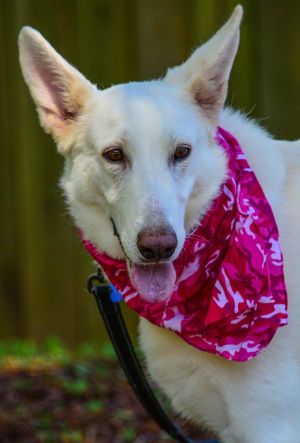 Meet Gentle Spirit the almost-perfect unicorn dog who is on a heartfelt quest to find her forever 