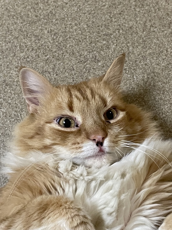 Dreamsicle, an adoptable Domestic Long Hair Mix in Columbus, OH_image-1