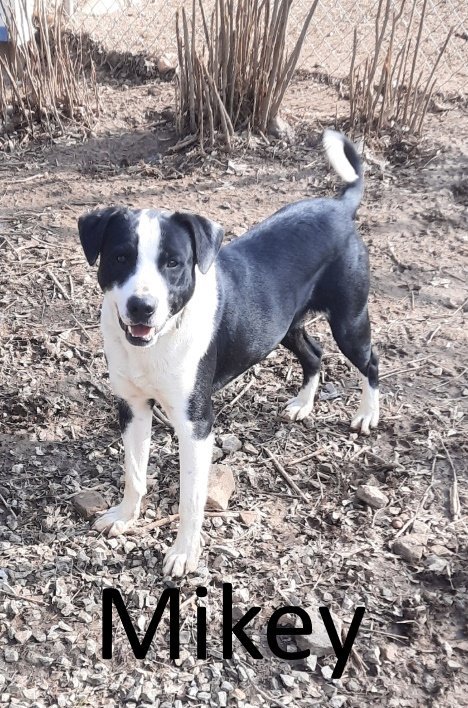 Mikey, an adoptable Mountain Cur, Border Collie in Mountain View, AR, 72560 | Photo Image 1