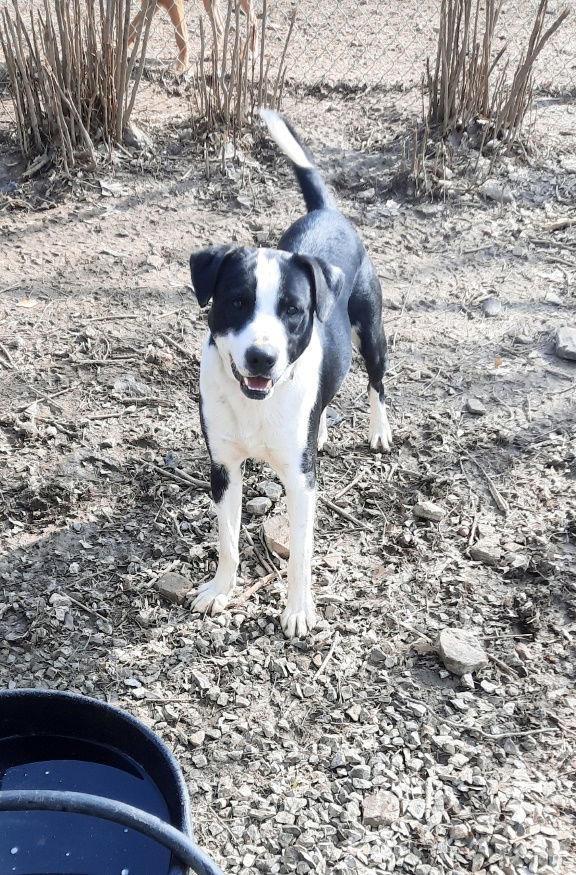 Mikey, an adoptable Mountain Cur, Border Collie in Mountain View, AR, 72560 | Photo Image 2