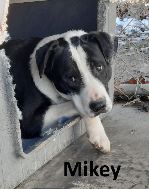 Mikey, an adoptable Mountain Cur, Border Collie in Mountain View, AR, 72560 | Photo Image 3