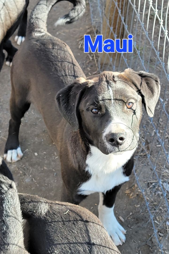 Maui, an adoptable Saint Bernard Mix in Madras, OR_image-2