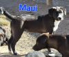 Maui