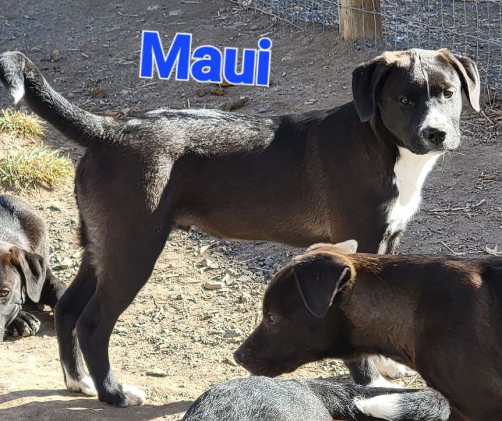 Maui 3
