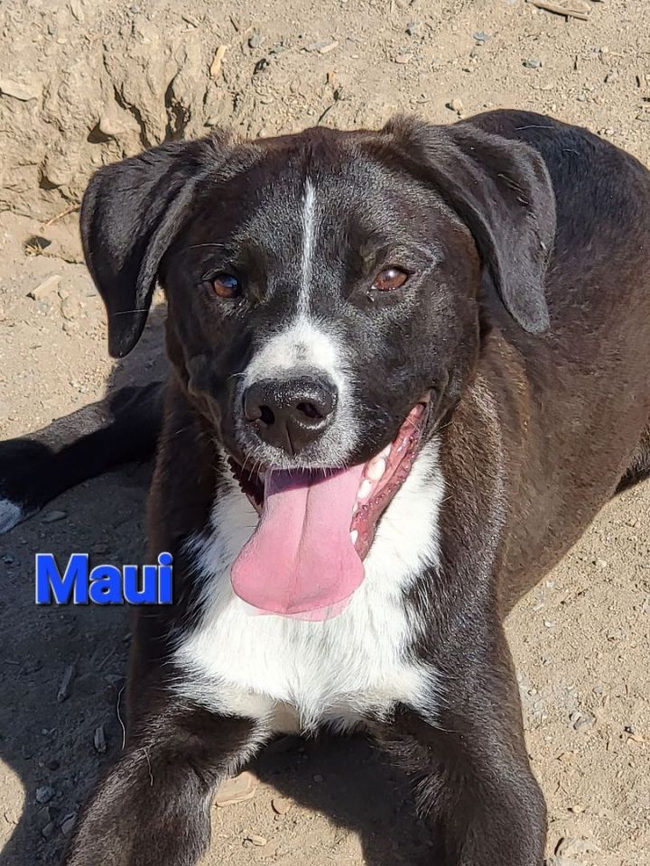 Maui, an adoptable Saint Bernard Mix in Madras, OR_image-1