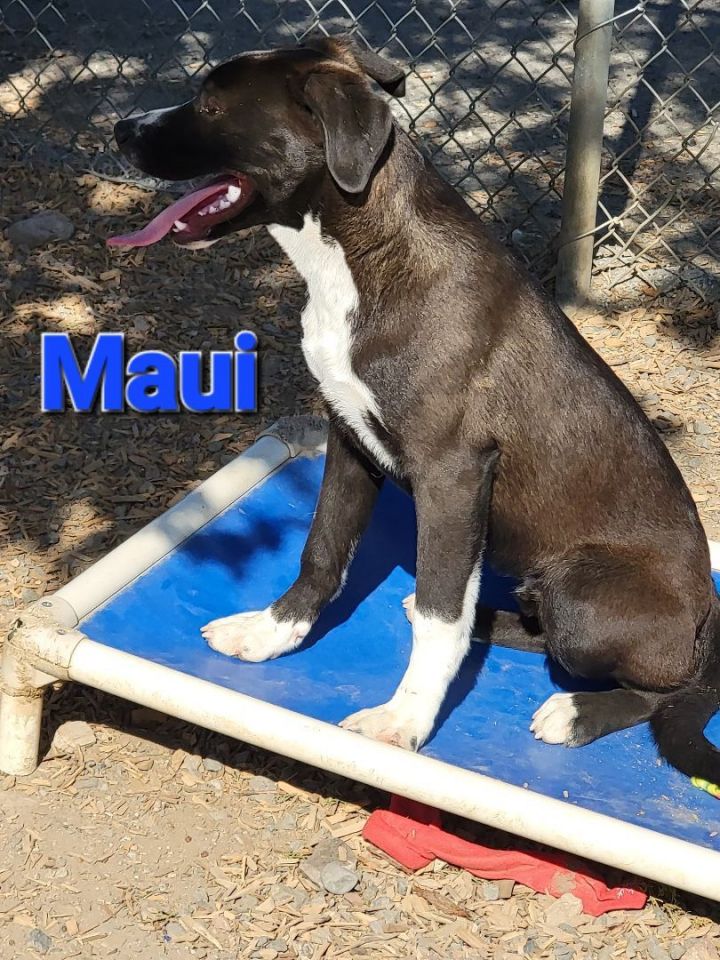 Maui 5