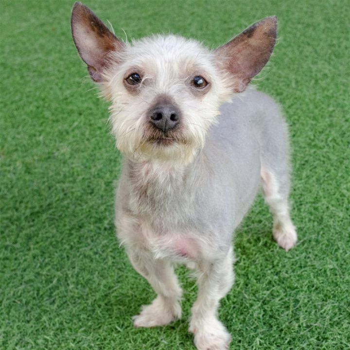Melvin, an adopted Yorkshire Terrier Mix in Burlingame, CA_image-2
