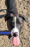 Marlow