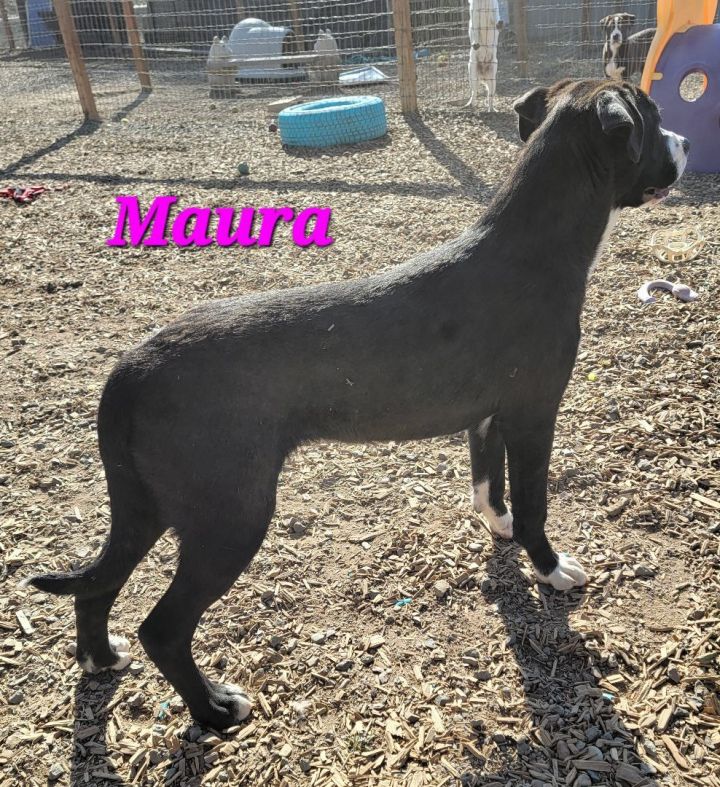 Maura, an adoptable Saint Bernard Mix in Madras, OR_image-4