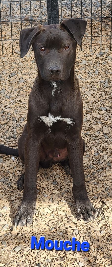 Miso