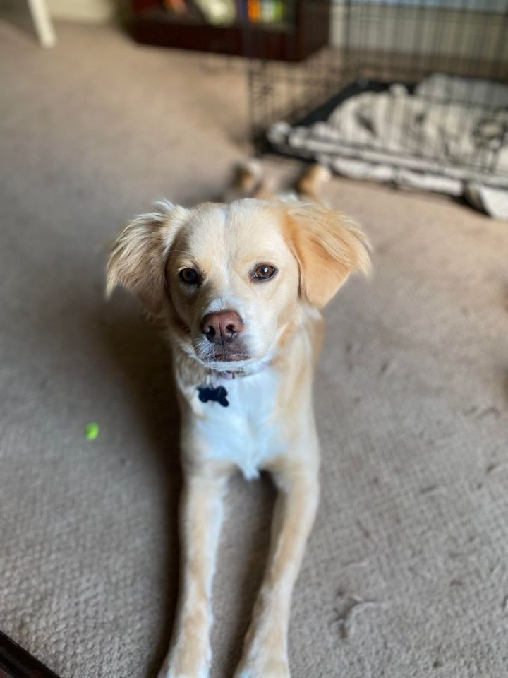 Cocker spaniel store and chihuahua mix