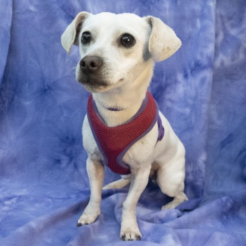 SPROUT, an adoptable Chihuahua Mix in Point Richmond, CA_image-2