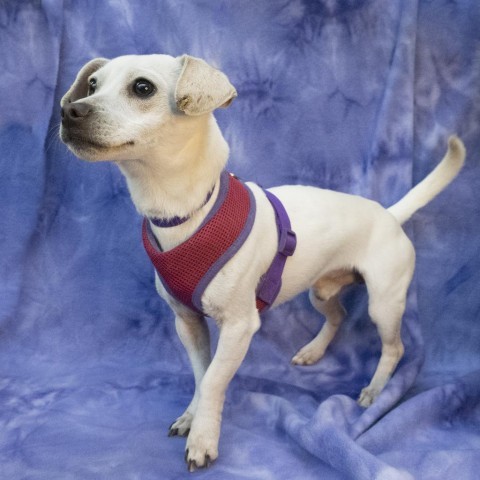 SPROUT, an adoptable Chihuahua Mix in Point Richmond, CA_image-3