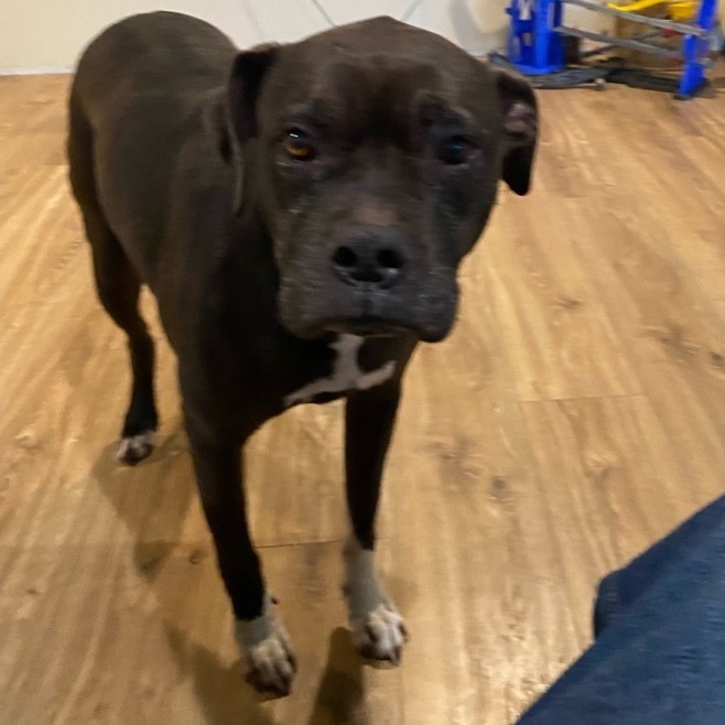 Pepper