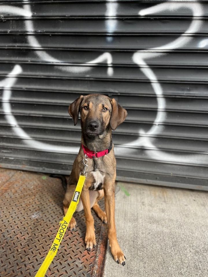 Endive, an adoptable Hound Mix in Manhattan, NY_image-1