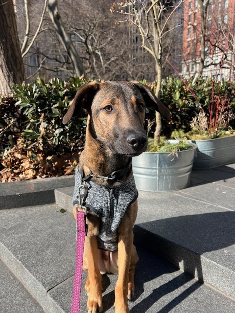 Endive, an adoptable Hound Mix in Manhattan, NY_image-2