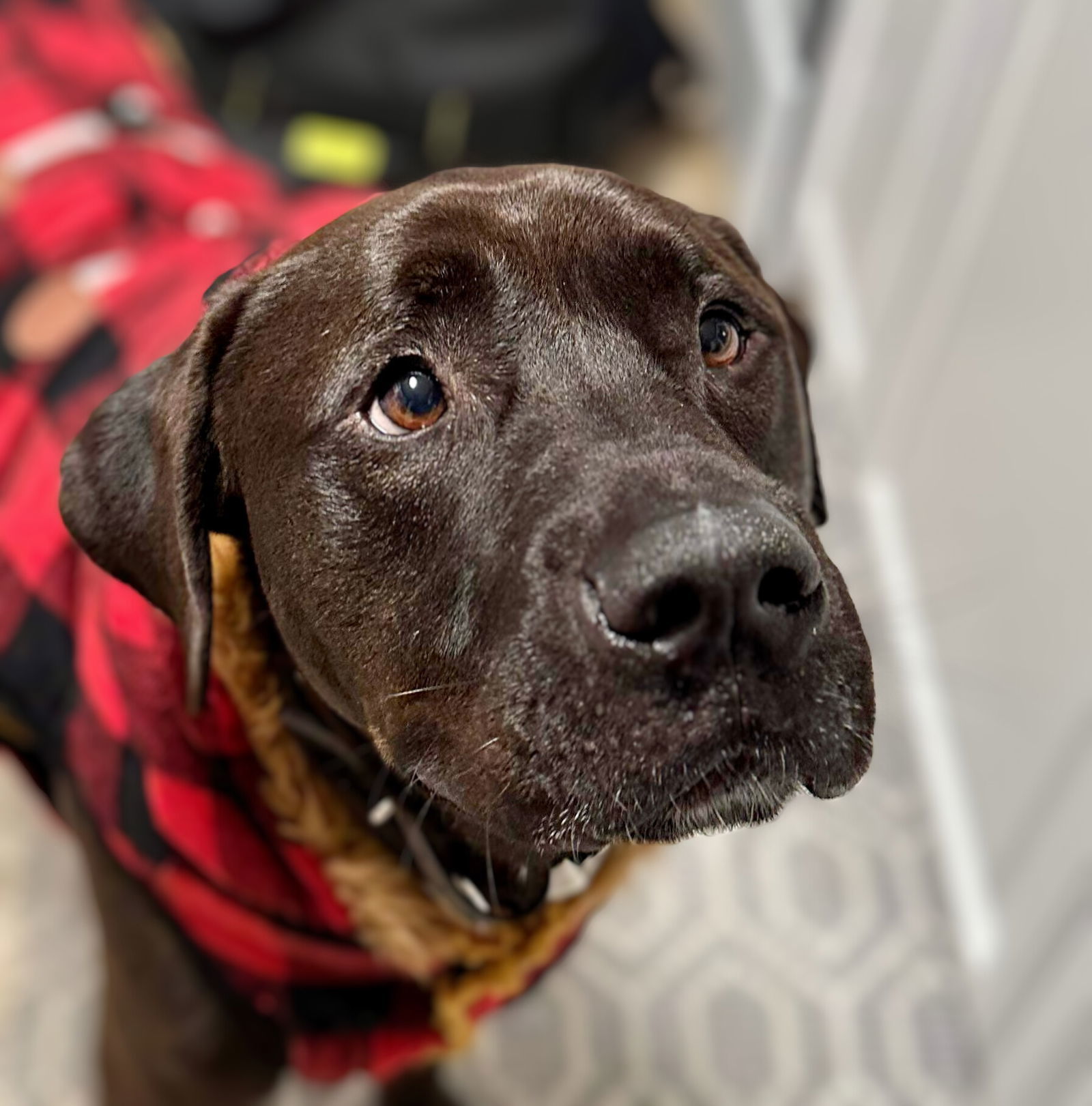 Milo, an adoptable Labrador Retriever in Lockport, NY, 14095 | Photo Image 1