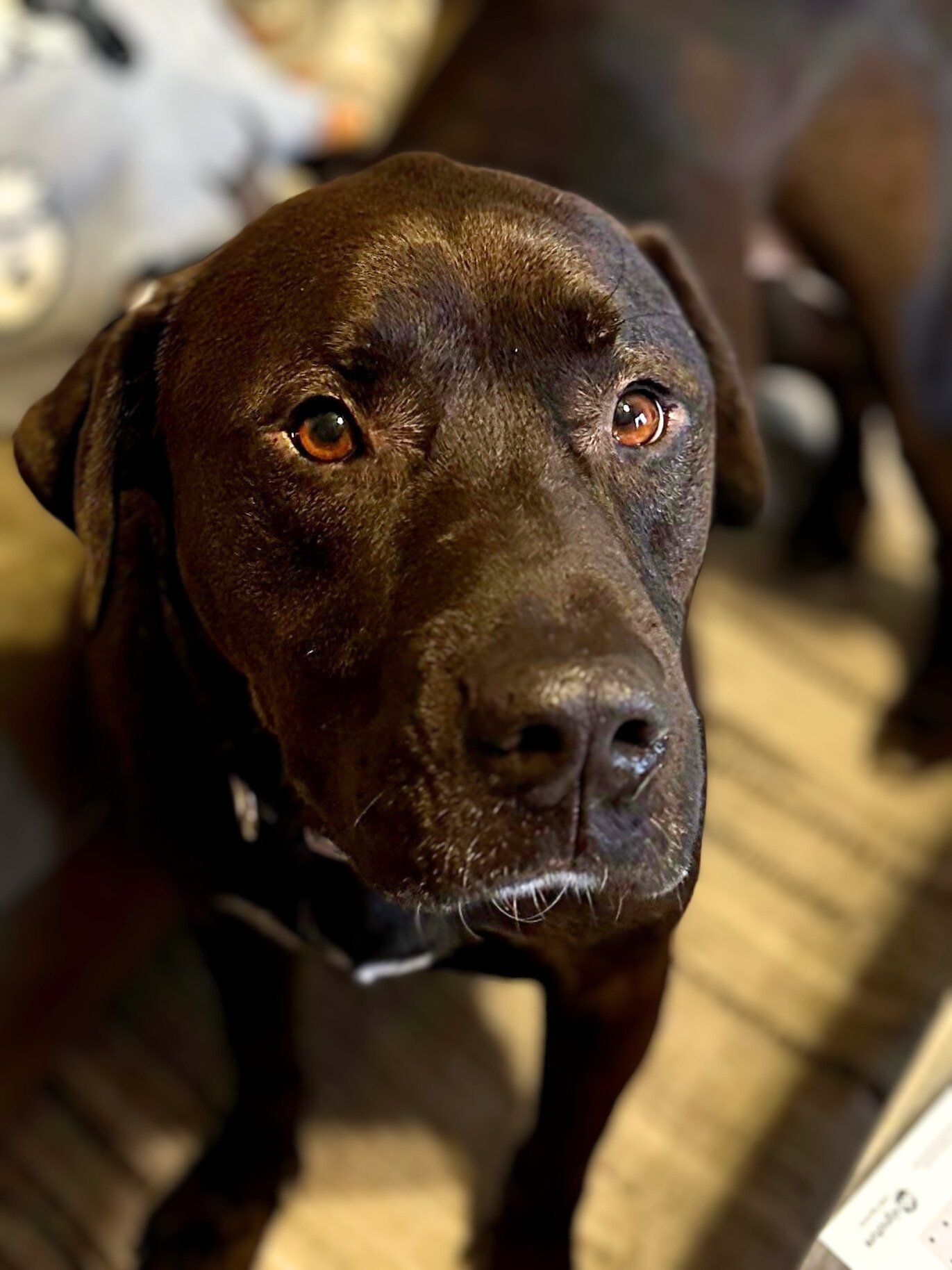 Milo, an adoptable Labrador Retriever in Lockport, NY, 14095 | Photo Image 2