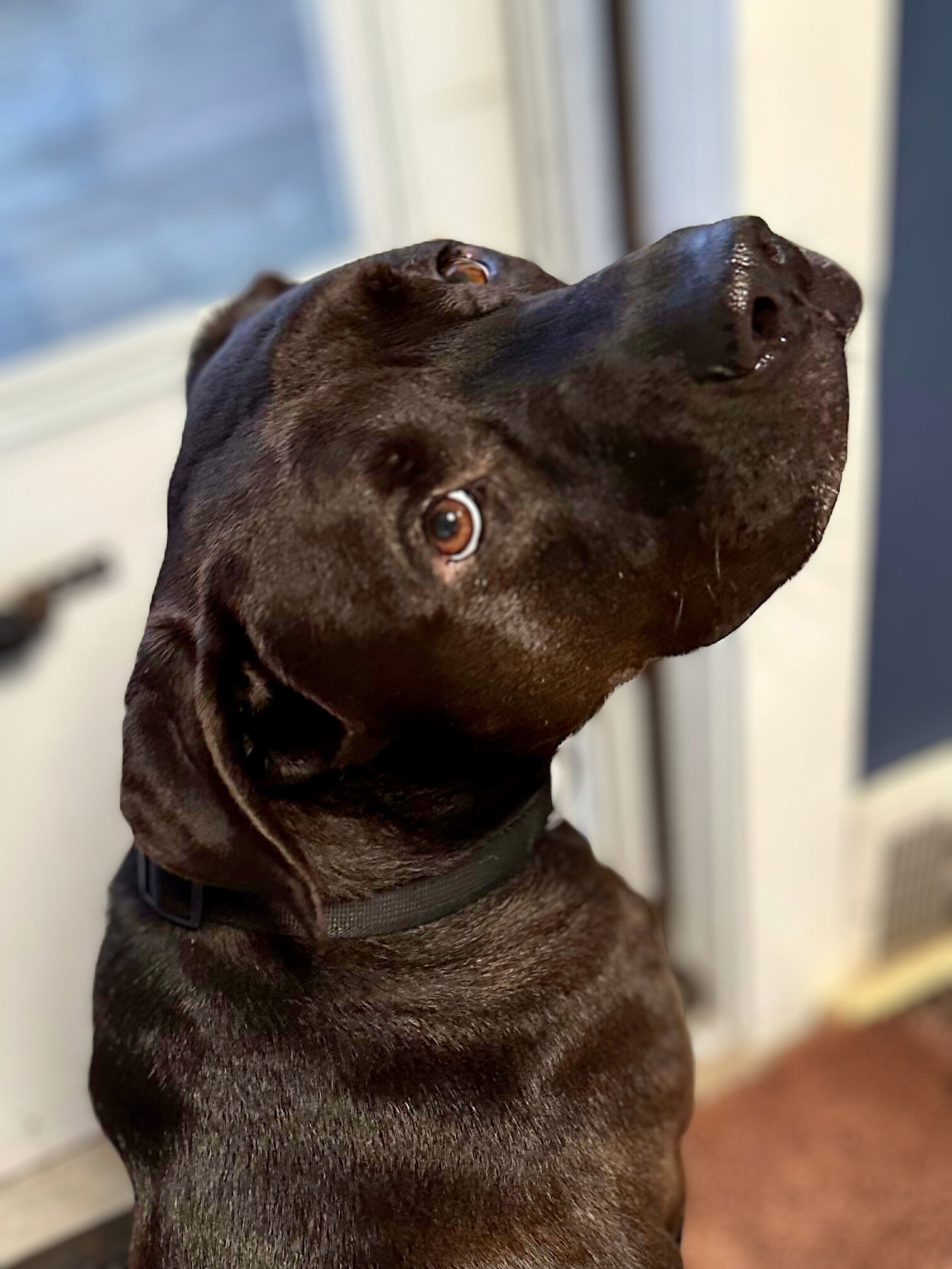 Milo, an adoptable Labrador Retriever in Lockport, NY, 14095 | Photo Image 3