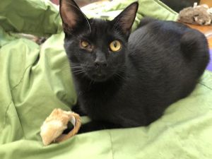 Woody is a chill loving super playful boy Woody is a world-class cat high-jum