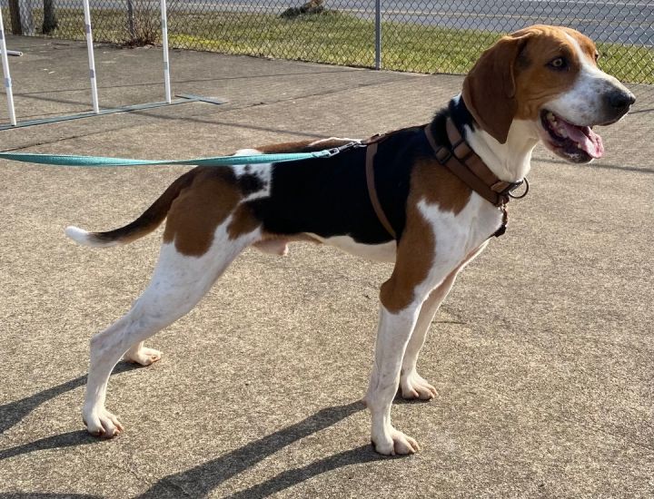 Tracker, an adoptable Coonhound in Waynesburg, PA_image-2