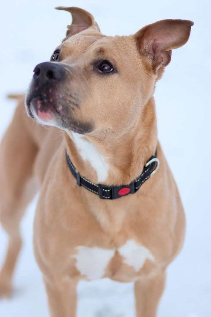 CC, an adoptable Pit Bull Terrier Mix in Eagle, ID_image-2