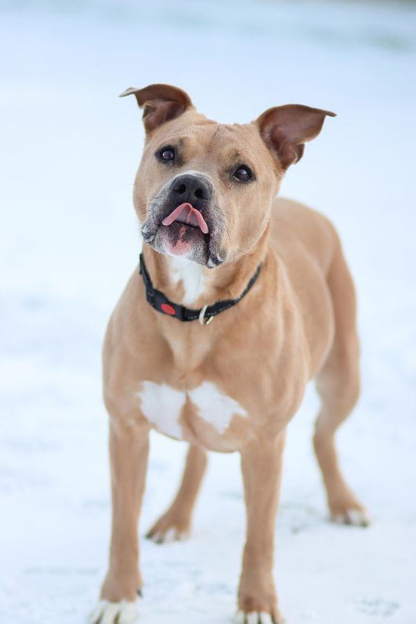 CC, an adoptable Pit Bull Terrier Mix in Eagle, ID_image-3