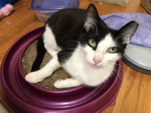 Pixi is pretty playful and petite perky and purr-y Shes perfect This girl is confident curious