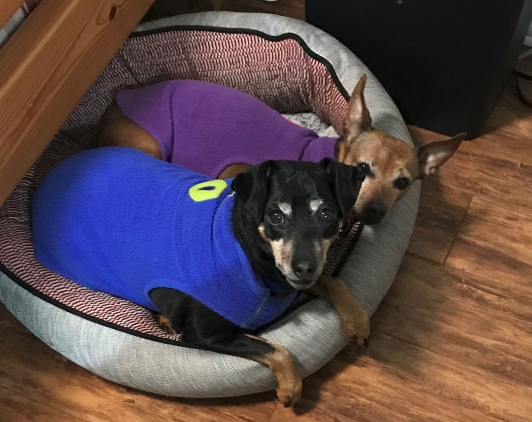 Rookie and Lucy, an adoptable Miniature Pinscher in Lake Cowichan, BC, V0R 2G0 | Photo Image 1