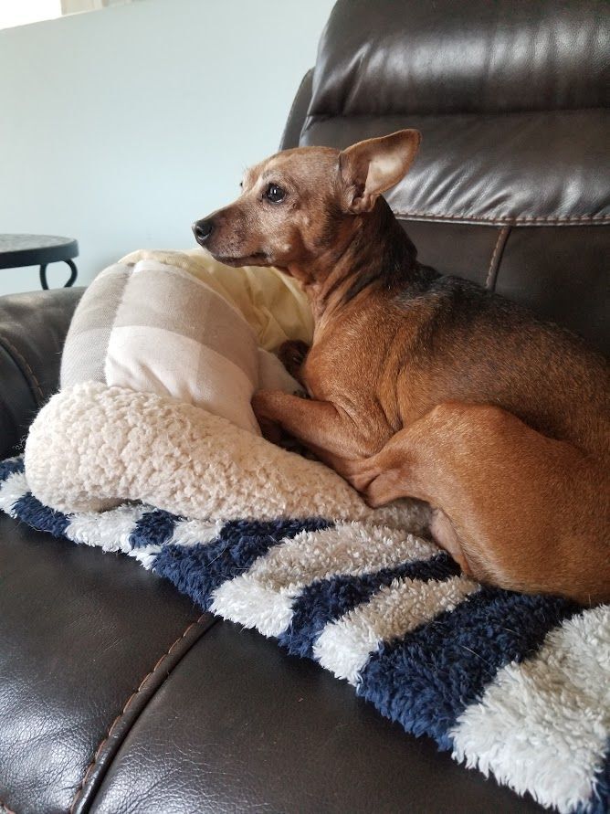 Rookie and Lucy, an adoptable Miniature Pinscher in Lake Cowichan, BC, V0R 2G0 | Photo Image 4