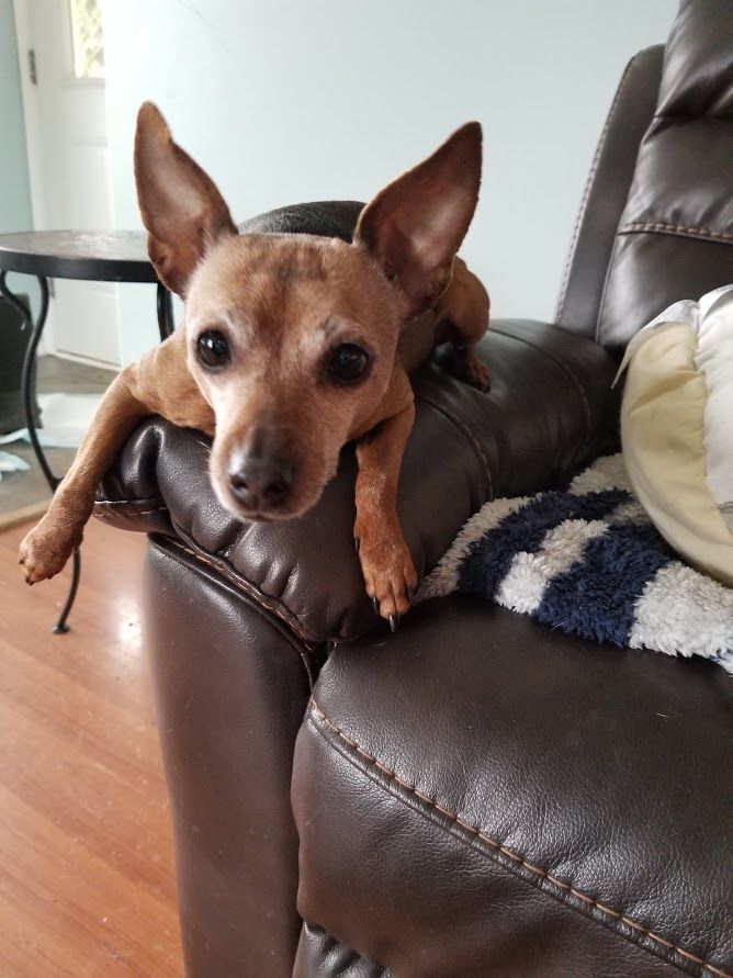 Rookie and Lucy, an adoptable Miniature Pinscher in Lake Cowichan, BC, V0R 2G0 | Photo Image 5