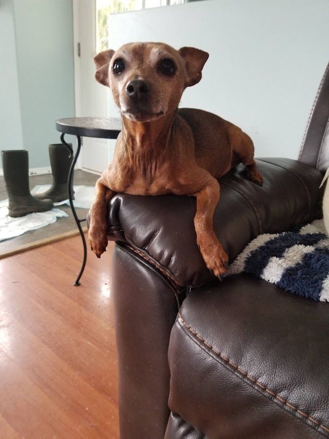 Rookie and Lucy, an adoptable Miniature Pinscher in Lake Cowichan, BC, V0R 2G0 | Photo Image 6