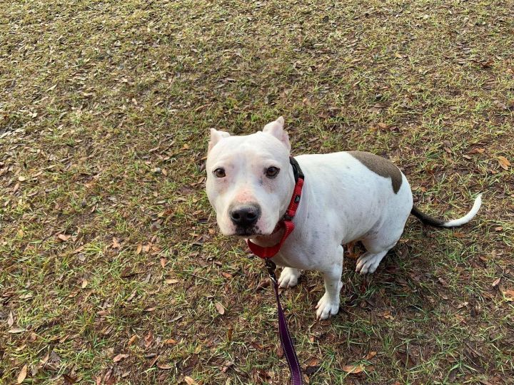 Dottie, an adoptable American Bulldog Mix in Williston, FL_image-1